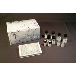 Camel Progesterone ELISA Kit (96 well strip)