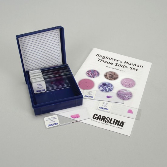 Beginner\'s Human Tissue Microscope Slide Set (15 Set)