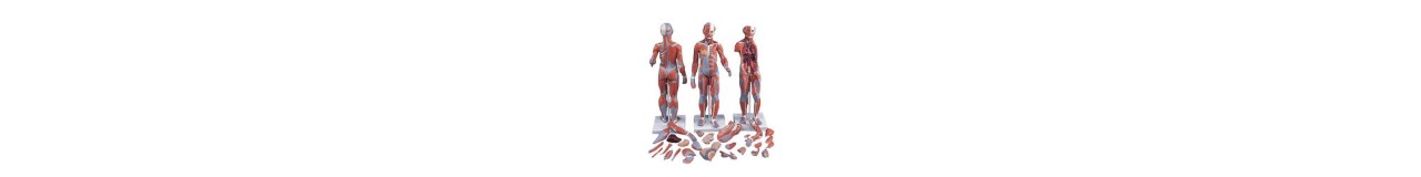 Educational Models Educational Models