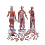 Educational Models