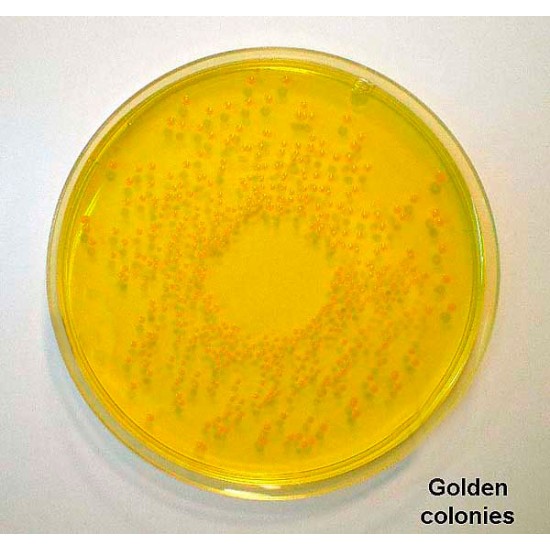 Mannitol Salt Agar (Chapman Agar) 500 G Mannitol Salt Agar (Chapman Agar) 500 G