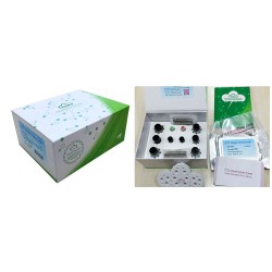 ELISA Kit for Insulin (INS) 96 Test ELISA Kit for Insulin (INS) 96 Test