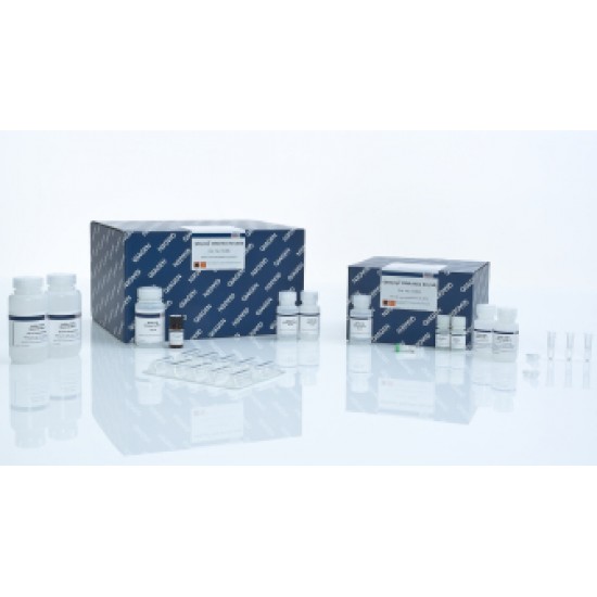 QIAamp DNA Mini Kit (250)-