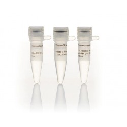 RNase-Free DNase Set (250)